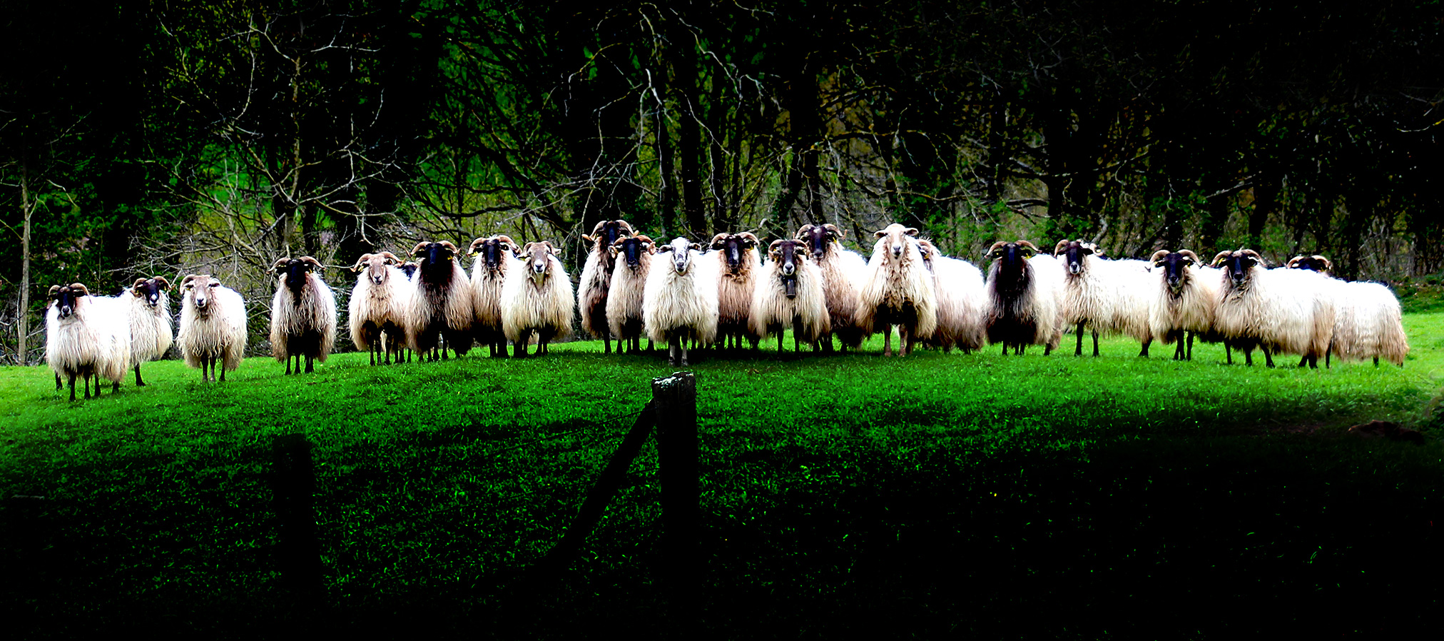 Basque Latxa sheep (© copyright Joseba Attard)